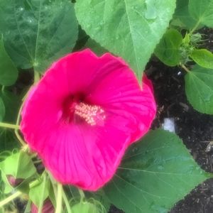 Meet your Posher, Dana